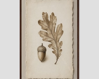 Oak Leaf and Acorn Vintage Botanical Study Art