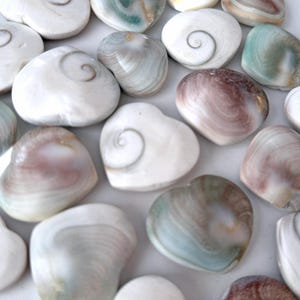 May include: A collection of heart-shaped seashells in various colors, including white, cream, and shades of green and brown. Each shell features a unique spiral pattern. The shells are arranged closely together, creating a textured surface.