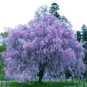 20 Weeping Sakura Cherry Seeds – Violet Purple Exotic Tree