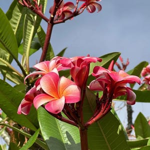 Pink Plumeria Cutting 10&quot; – Fresh Unrooted Tropical Flower x1
