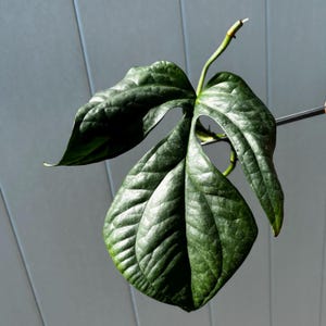 Spider-Man Monstera (Amydrium Silver) – Rooted or Unrooted Cutting