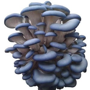 DIY Mushroom Kit, Indoor Mushroom Kit, Gourmet Mushrooms, indoor,  grow at home kit,
