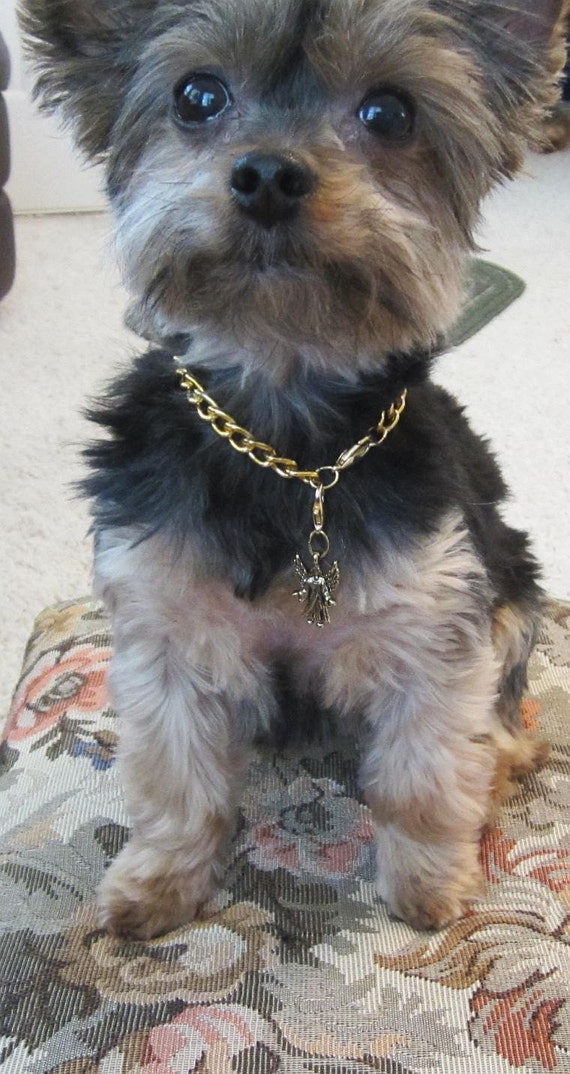 Gold chain for small best sale dog