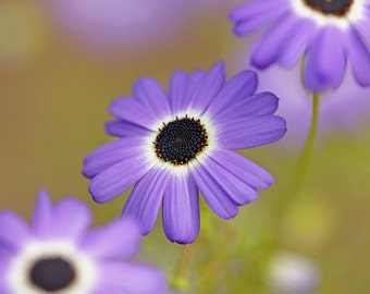 Swan River Daisies