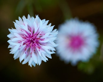 Cloud Pom Cyanus