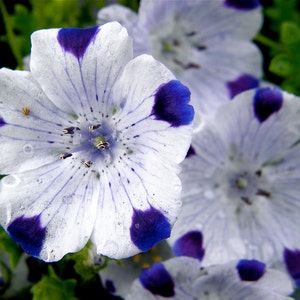 Spotty Dotty Nemophila