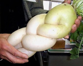 Darn Big Daikon