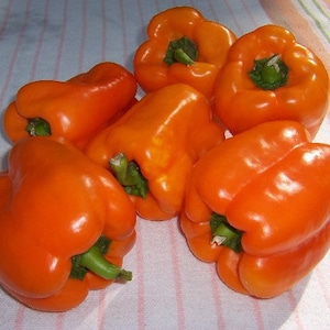 Sunset Sugar Bell Peppers image 2