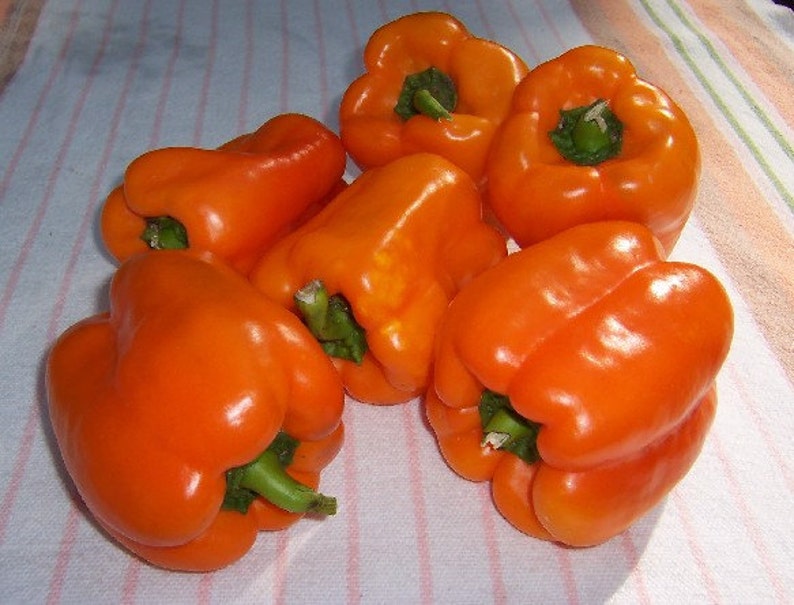 Sunset Sugar Bell Peppers image 2