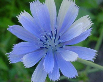 Prince Charming Blue Chicory