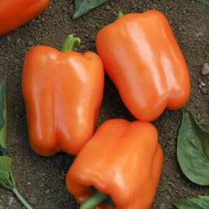 Sunset Sugar Bell Peppers image 3