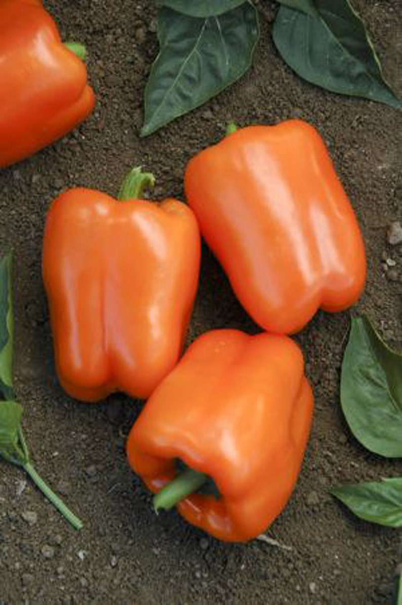 Sunset Sugar Bell Peppers image 3