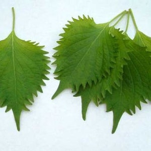 Japanese Green Shiso Perilla