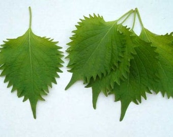 Shiso Perilla Verde Japonés