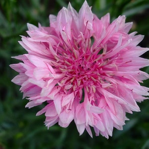 Pink Pom Cyanus