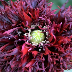 May include: A close-up of a dark red poppy flower with a green center. The petals are ruffled and have a velvety texture.
