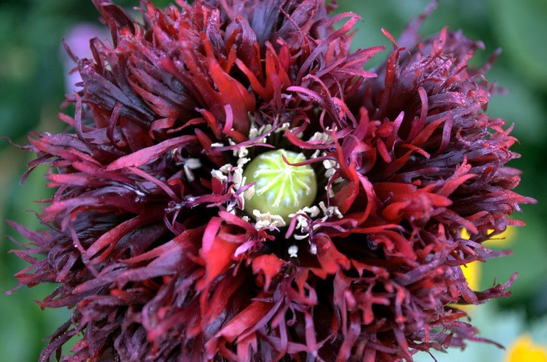 May include: A close-up of a dark red poppy flower with a green center. The petals are ruffled and have a velvety texture.
