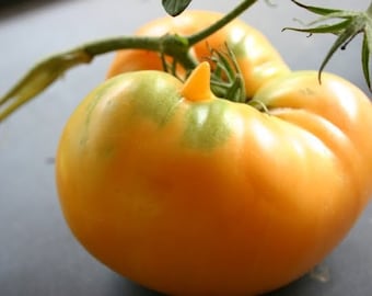 Orange Jubilee Tomato