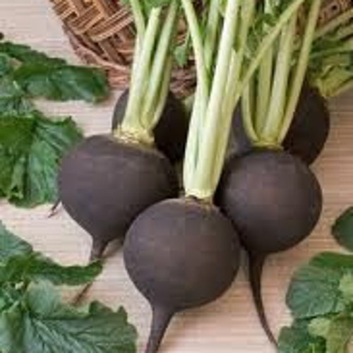 BACK AGAIN! Black Spanish Radish