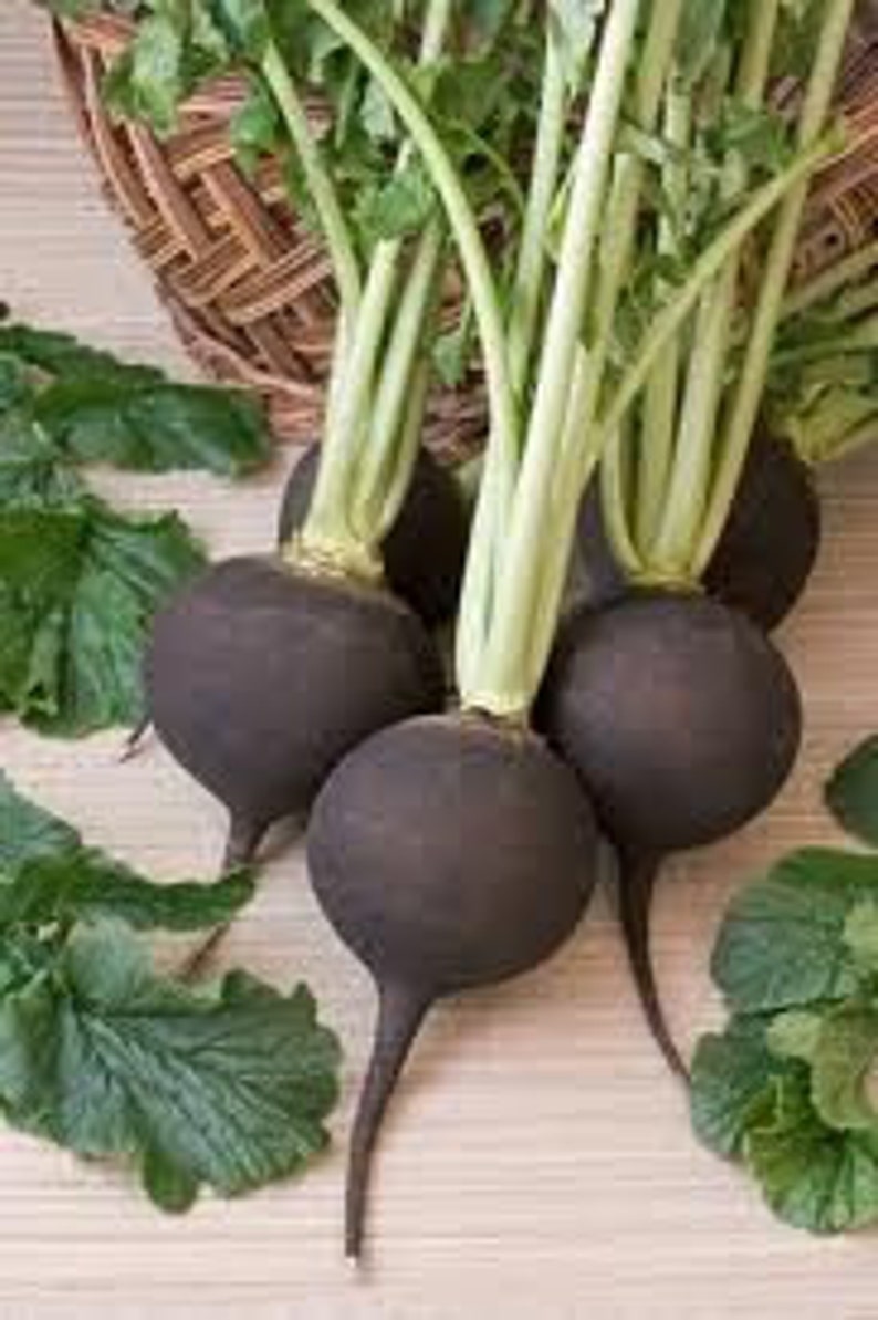 Black Spanish Radish Etsy