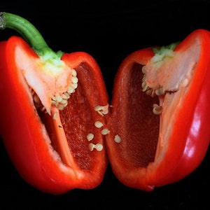 Scarlet Stuffer Sugar Bell Peppers