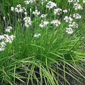 Chinese Leek/ Chives Flower