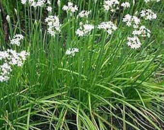 Chinese Leek/ Chives Flower