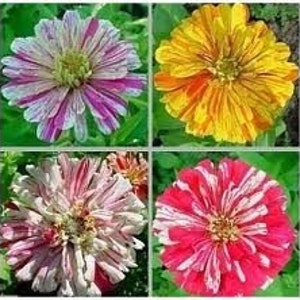 BACK AGAIN! Ink Squirt Zinnia Party