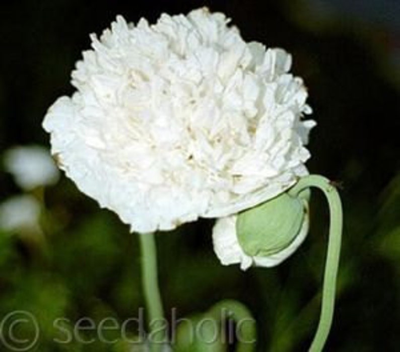 cloud nine meaning opium cloud nine meaning opium