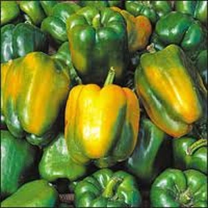 Quadratro Asti Giallo Bell Pepper