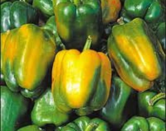 Quadratro Asti Giallo Bell Pepper