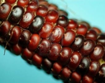 Chocolope Brown Corn