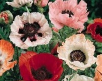 Poppin ' Mohn Party