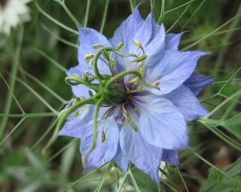 Blue Quasar Love in a Mist