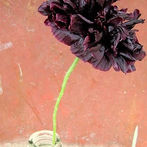 May include: A single black poppy flower with a long stem in a clear glass bottle. The flower is in full bloom and has a dark purple hue.