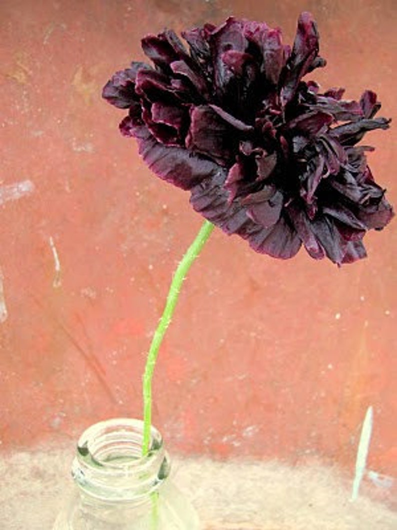 May include: A single black poppy flower with a long stem in a clear glass bottle. The flower is in full bloom and has a dark purple hue.