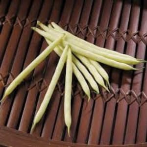 Golden Wax Bush Beans