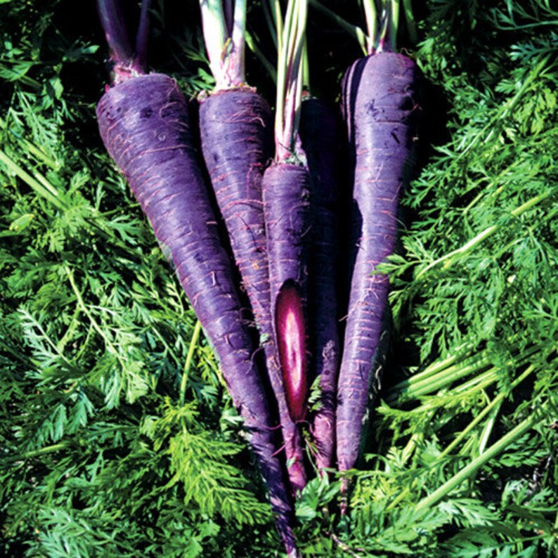 purple carrot purple carrot