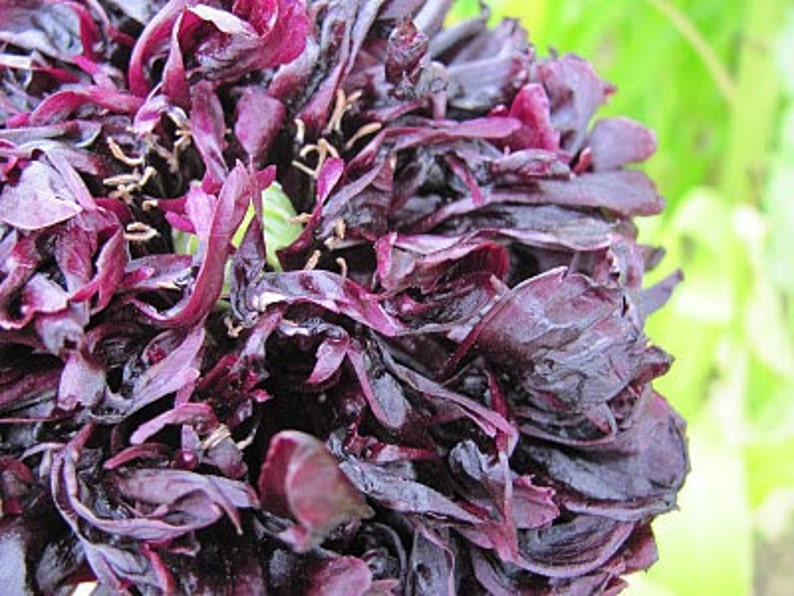 May include: Close-up of a dark purple poppy flower with petals that are curled and ruffled. The flower is in full bloom and has a delicate, almost translucent quality.