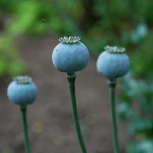 May include: Three blue poppy seed pods with green stems against a blurred green background.