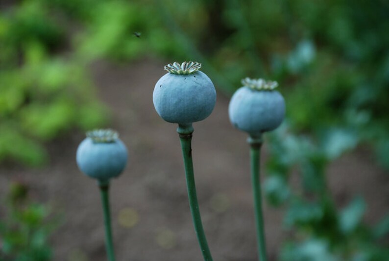 May include: Three blue poppy seed pods with green stems against a blurred green background.