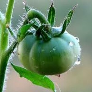 BACK AGAIN Malakhitovaya Shkatulka Tomato image 3