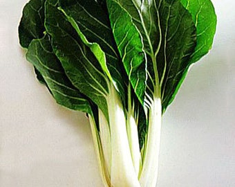 Bok Choy Fong San- Chinesischer Kohl