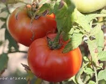 Rouge D' Irak Tomato (Endangered in own country)