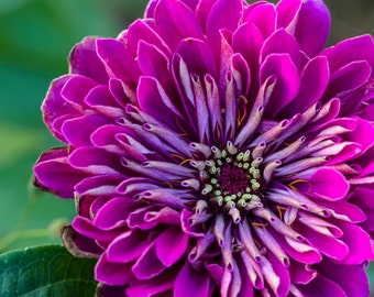 Purple Prince Zinnia