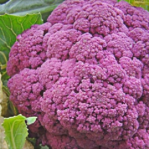 Merlin's Magic Cauliflower image 2