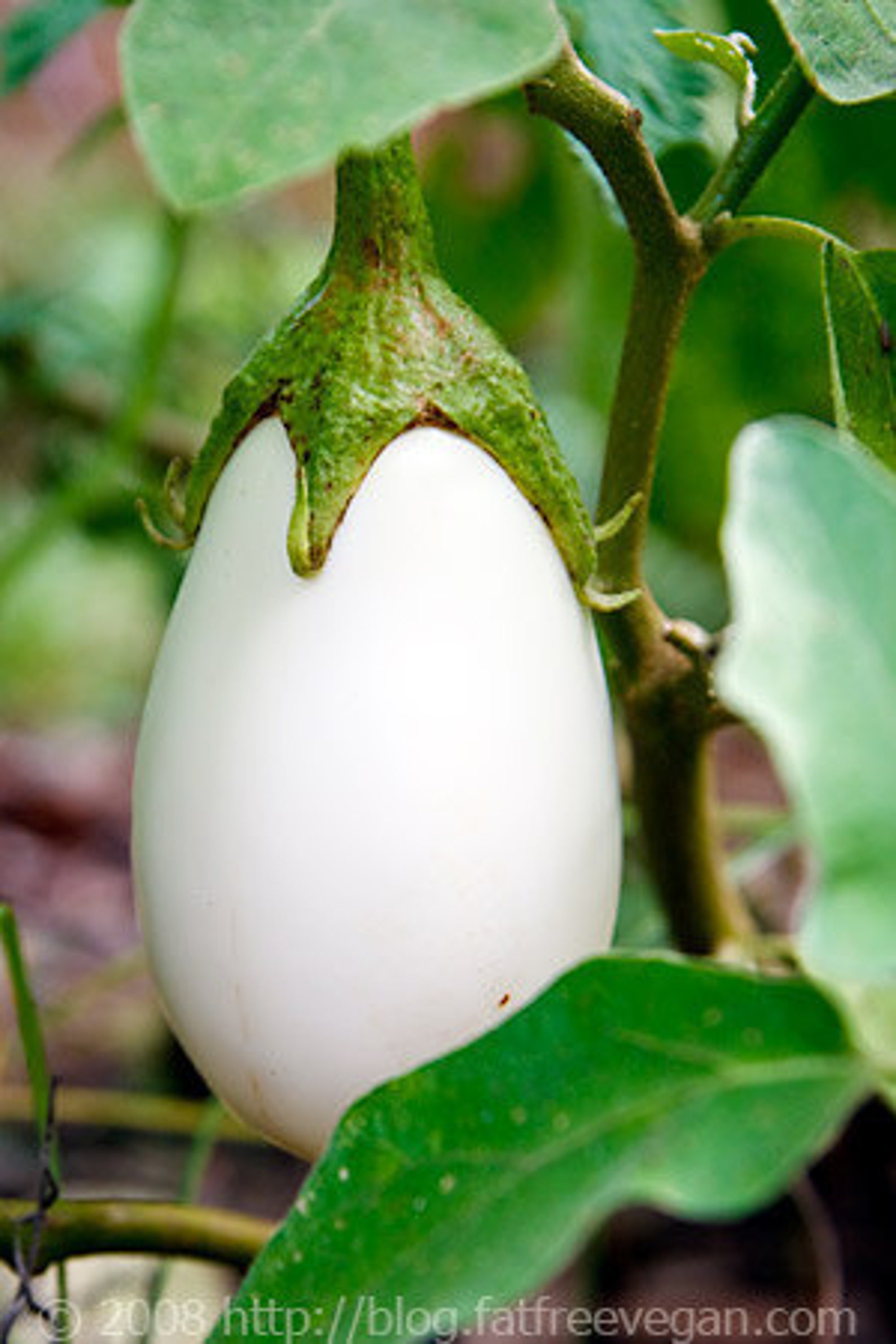 BACK AGAIN Easter Egg Plant Etsy