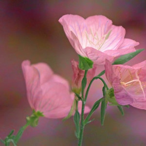Pink Mallow Primrose