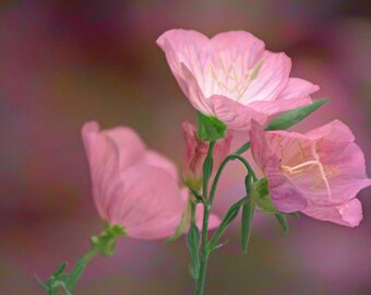 Pink Mallow Primrose