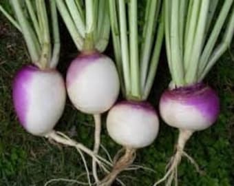 Purple Top Turnips